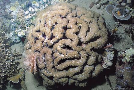 CotW preview: Plerogyra sinuosa