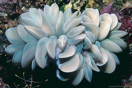 CotW: Plerogyra sinuosa