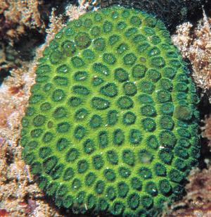 CotW preview: Plesiastrea versipora