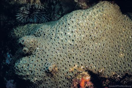 CotW: Plesiastrea versipora