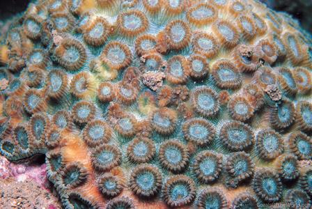 CotW: Plesiastrea versipora