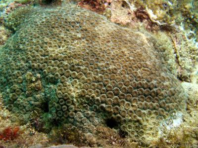 CotW: Plesiastrea versipora