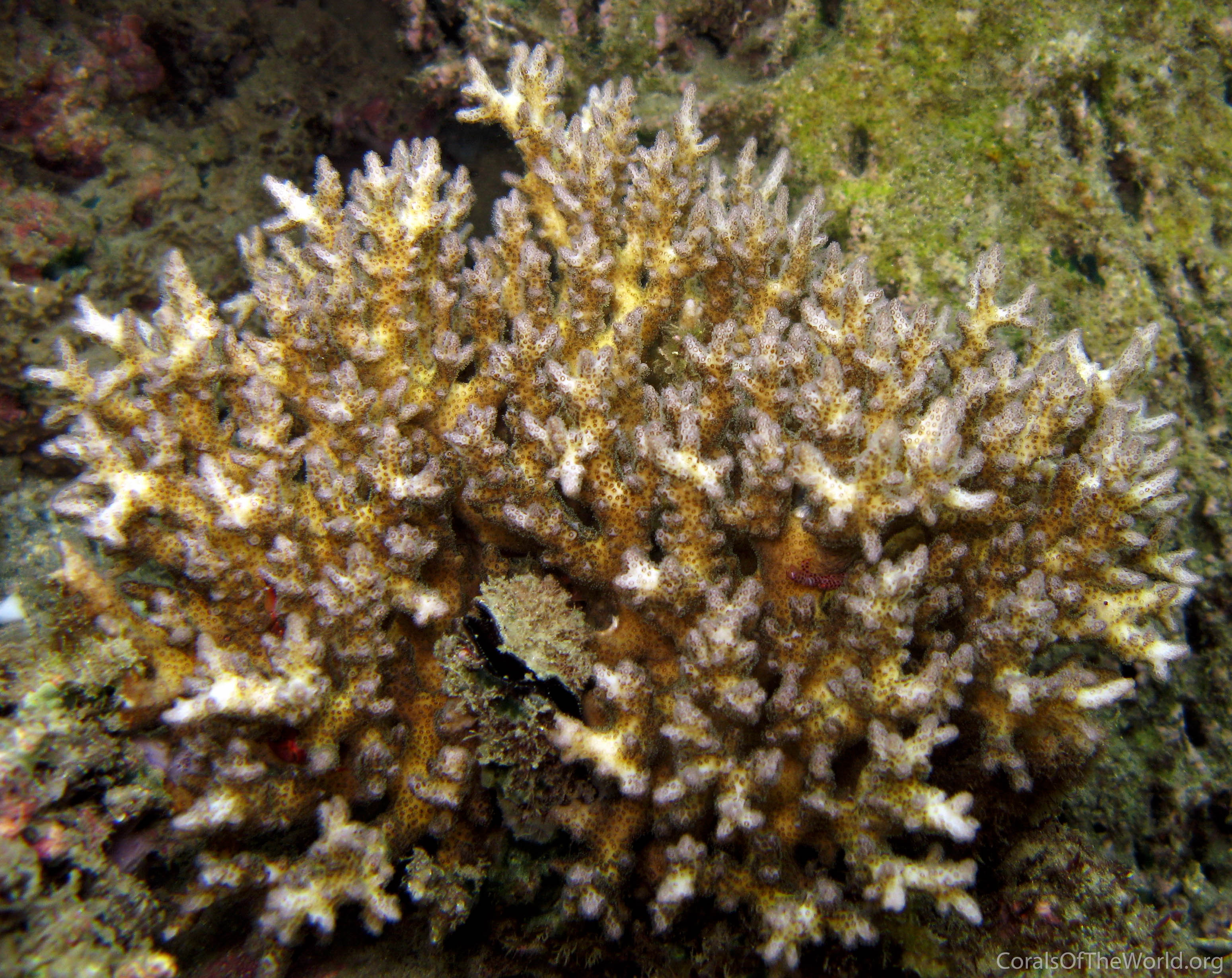 Image from Corals of the World: Pocillopora acuta