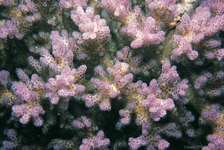 CotW preview: Pocillopora acuta