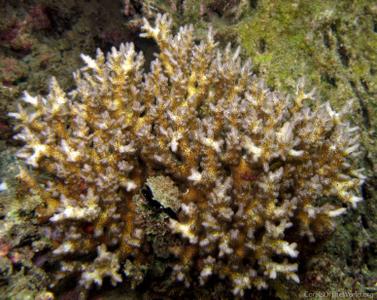 CotW: Pocillopora acuta
