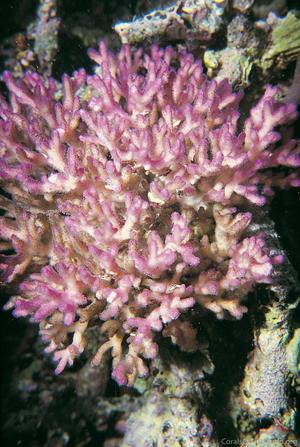 CotW: Pocillopora acuta