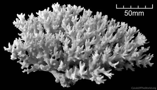 CotW: Pocillopora acuta