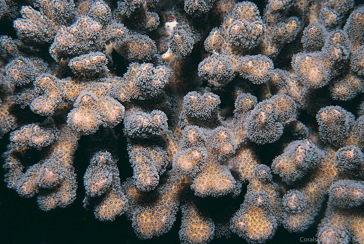 Image from Corals of the World: Pocillopora aliciae