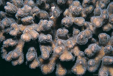 CotW preview: Pocillopora aliciae