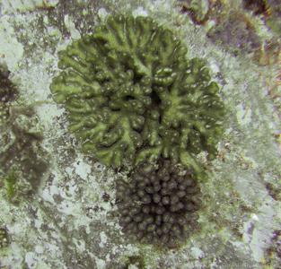 CotW preview: Pocillopora aliciae
