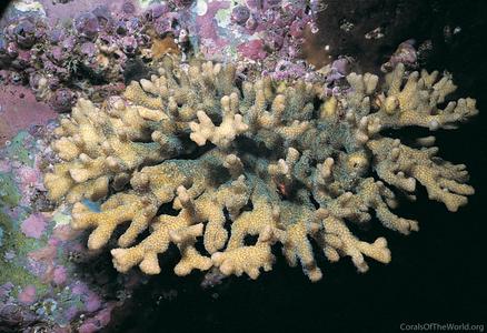CotW: Pocillopora aliciae
