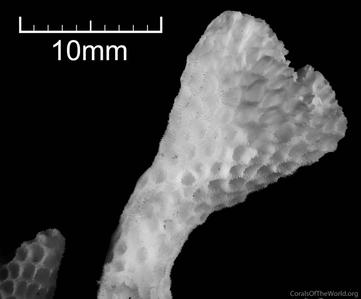 CotW: Pocillopora aliciae