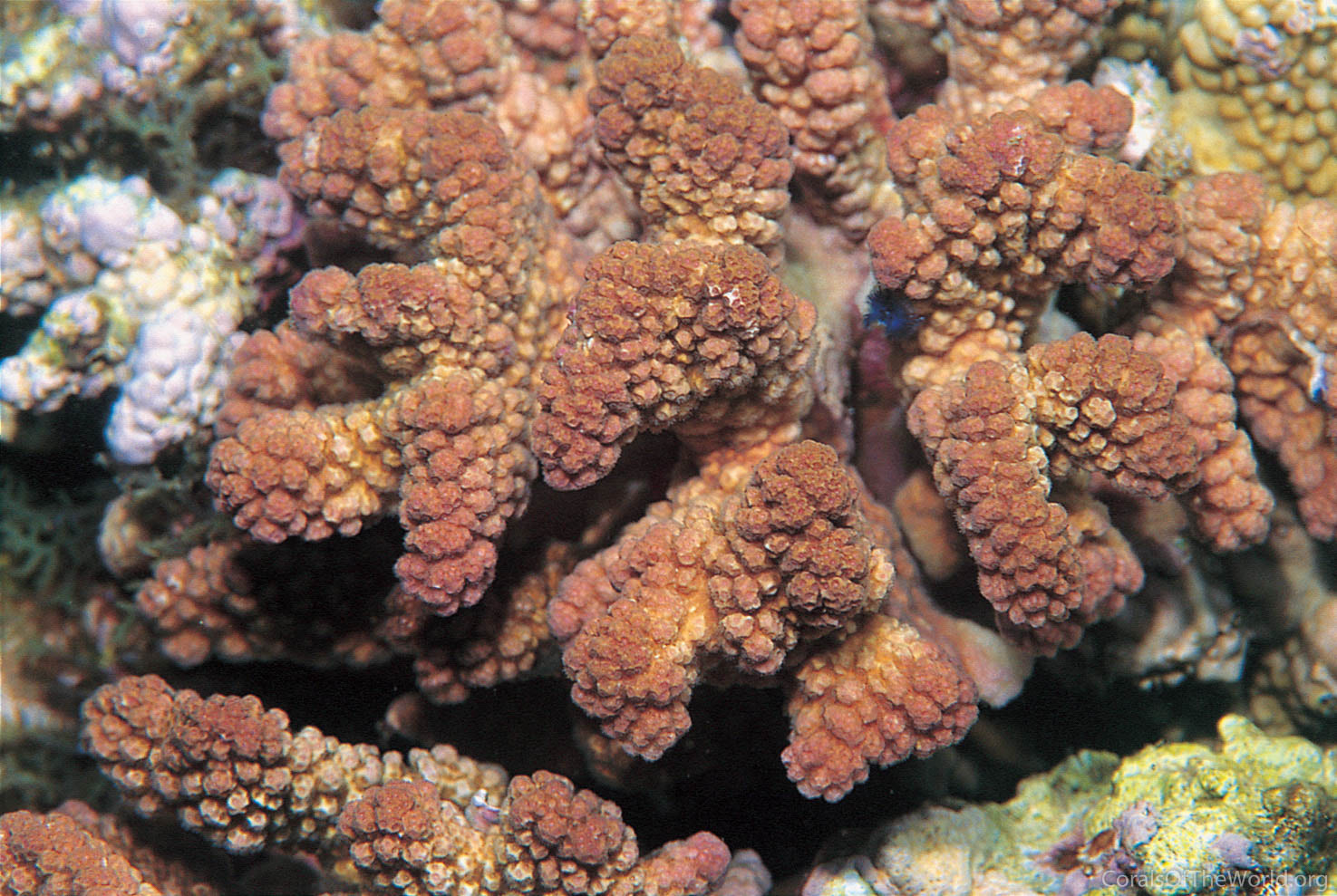 Image from Corals of the World: Pocillopora ankeli