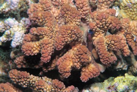 CotW preview: Pocillopora ankeli