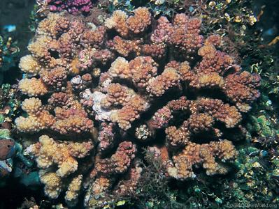 CotW preview: Pocillopora ankeli