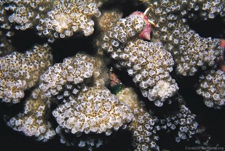 CotW: Pocillopora ankeli