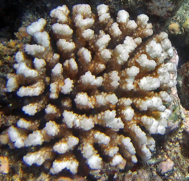 Image from Corals of the World: Pocillopora bairdi
