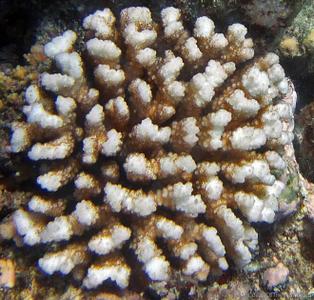 CotW: Pocillopora bairdi