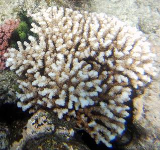 CotW: Pocillopora bairdi
