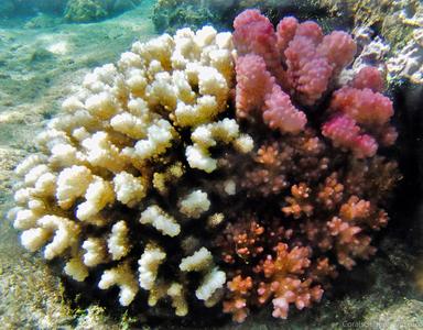 CotW: Pocillopora bairdi