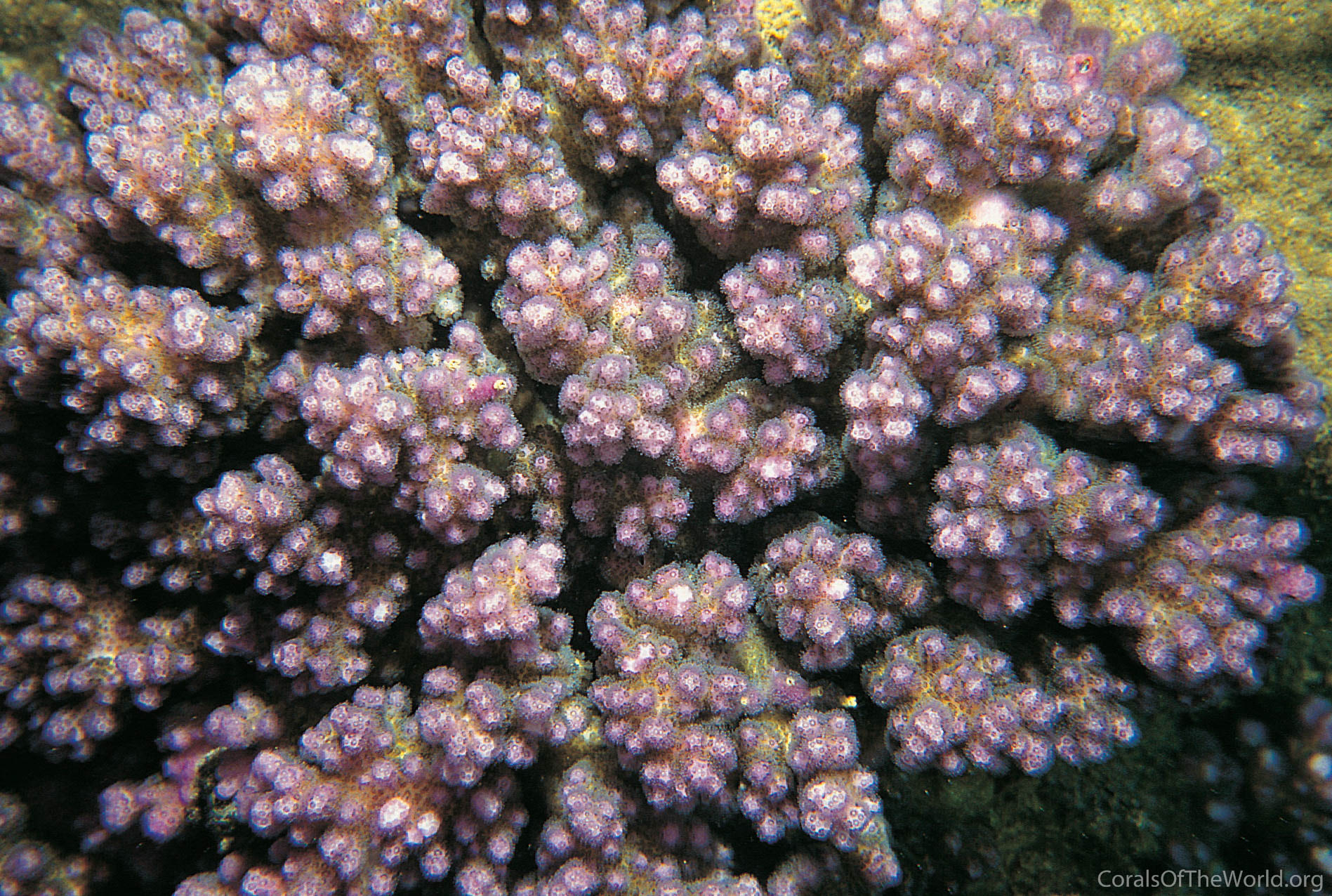 Pocillopora brevicornis