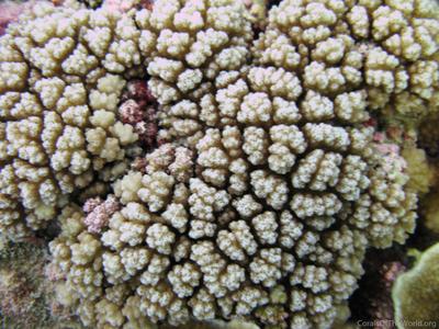 CotW: Pocillopora brevicornis