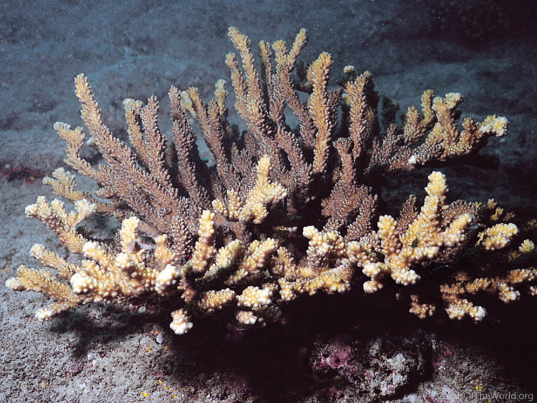 Pocillopora capitata