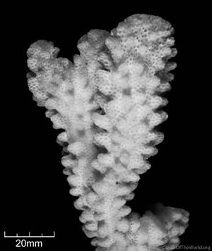 CotW preview: Pocillopora capitata