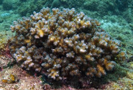 CotW: Pocillopora damicornis