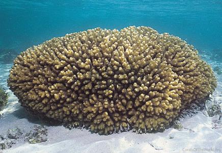 CotW: Pocillopora damicornis
