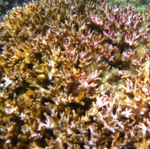 CotW: Pocillopora damicornis
