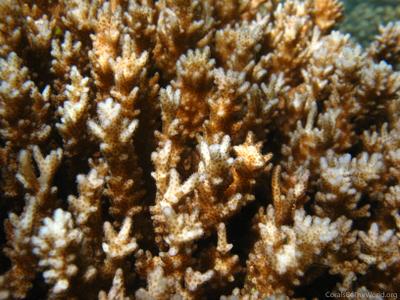 CotW: Pocillopora damicornis