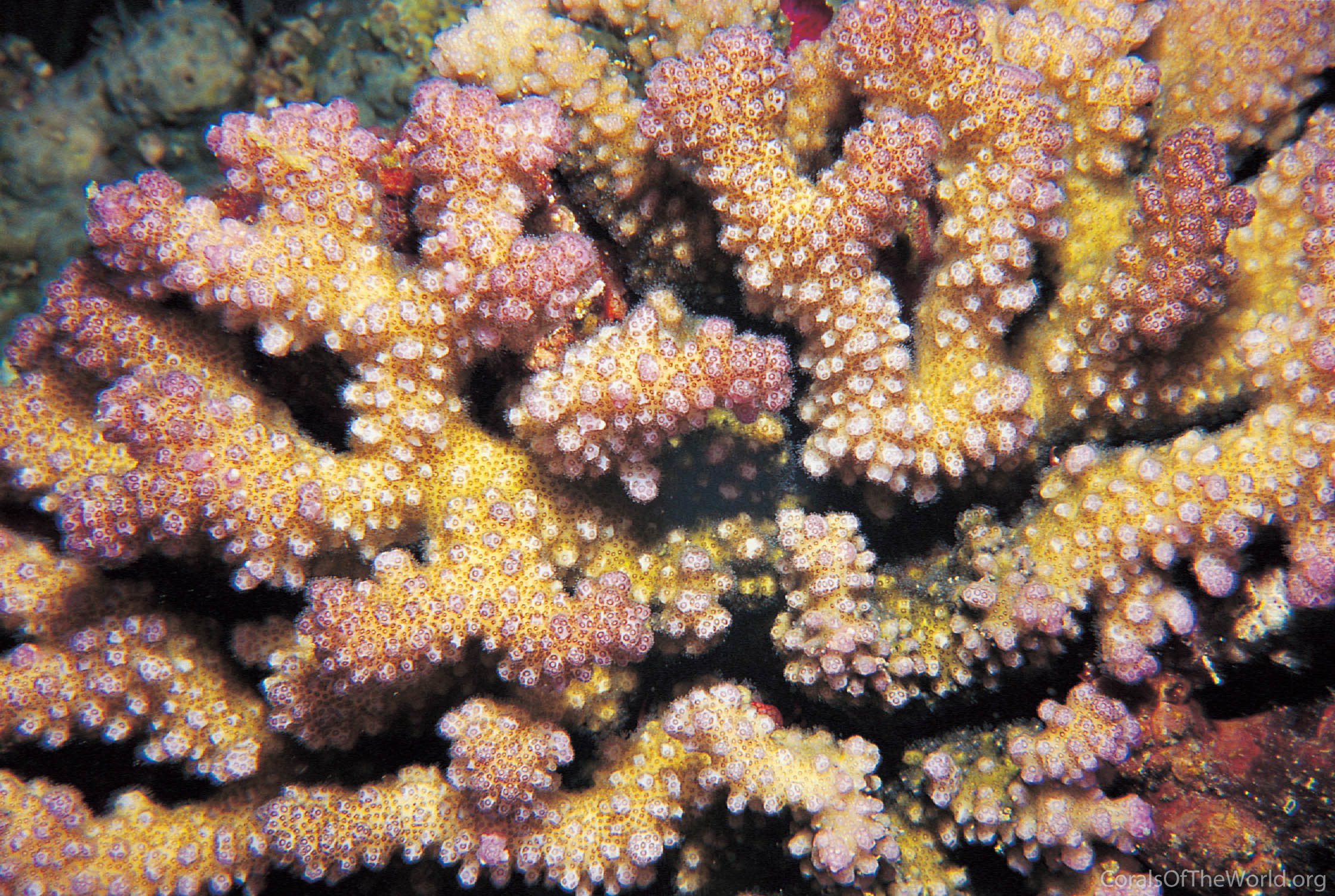 Pocillopora danae