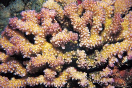 CotW preview: Pocillopora danae