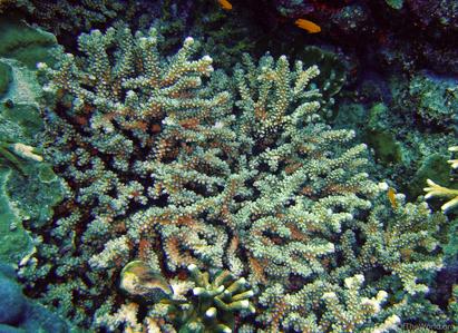 CotW: Pocillopora danae