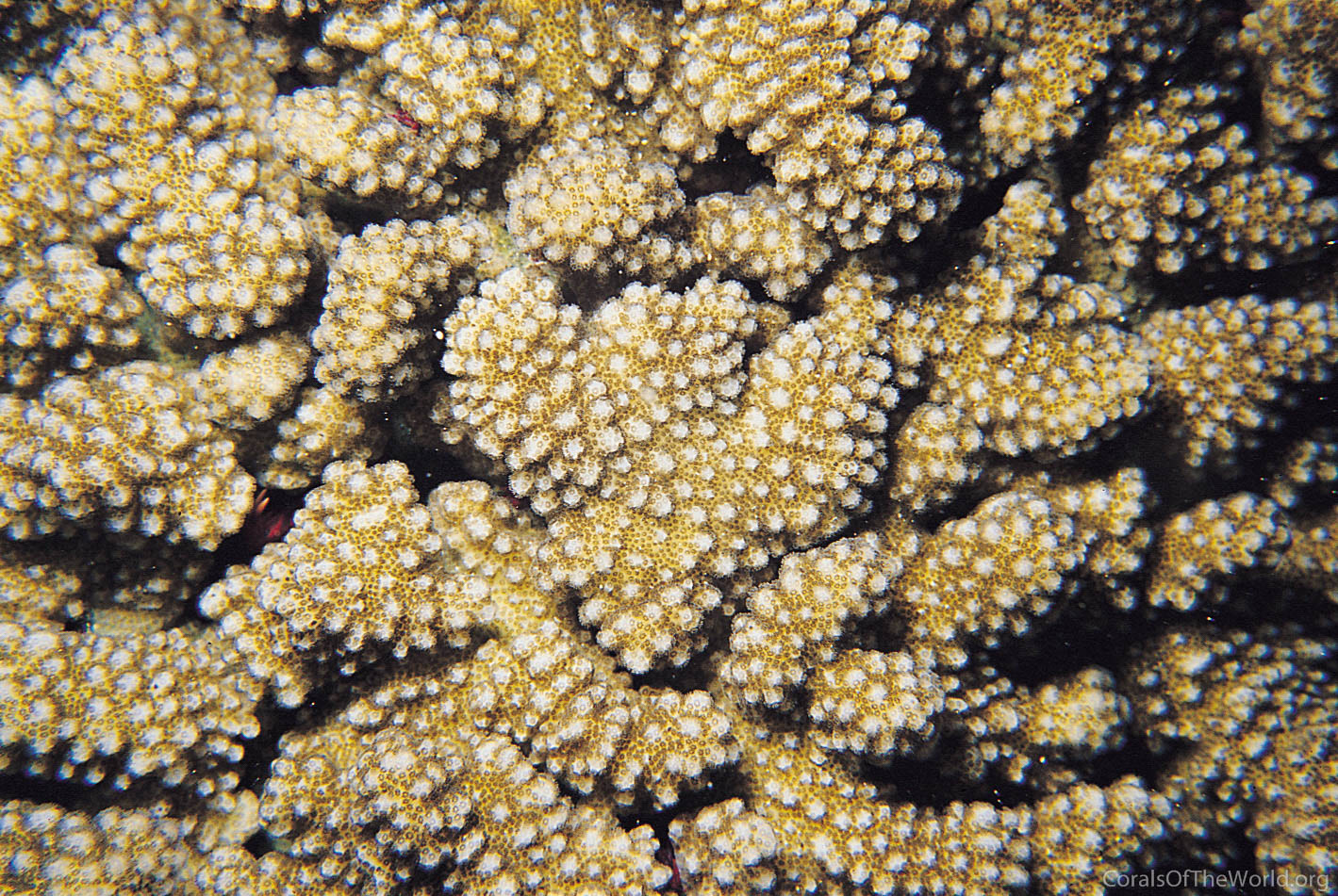 Pocillopora effusus