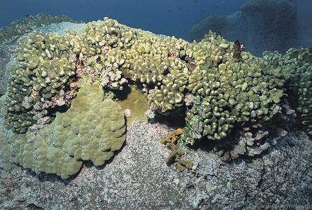 CotW preview: Pocillopora effusus