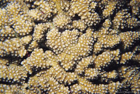 CotW: Pocillopora effusus