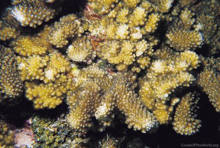 CotW: Pocillopora effusus