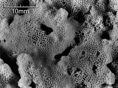 CotW: Pocillopora effusus