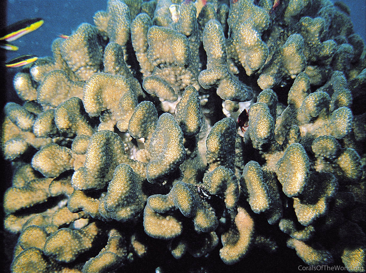 Pocillopora elegans