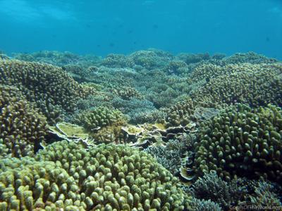 CotW preview: Pocillopora elegans