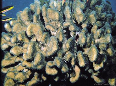 CotW: Pocillopora elegans