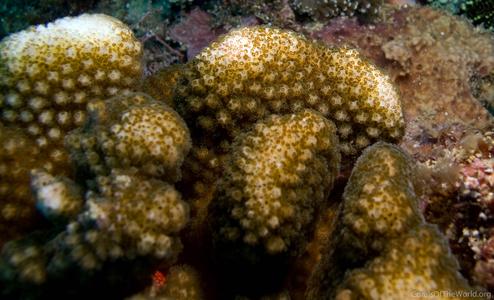 CotW: Pocillopora elegans