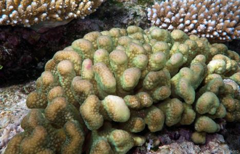 CotW: Pocillopora elegans