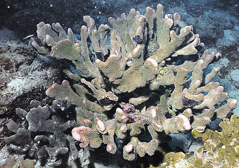 Pocillopora eydouxi