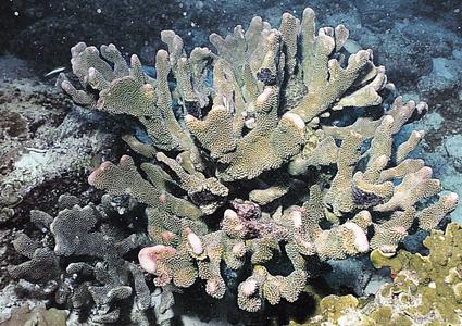 CotW: Pocillopora eydouxi