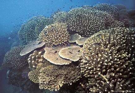 CotW: Pocillopora eydouxi