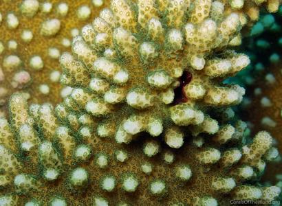CotW: Pocillopora eydouxi