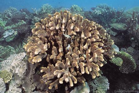 CotW: Pocillopora eydouxi